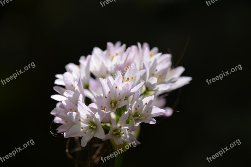 Flower White Flowers Pollen Nature