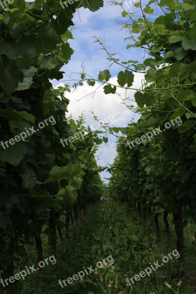 Vineyard Wine Vines Pieces Of Vine Grapes