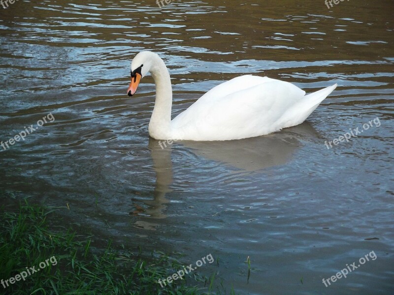 Swan Water Bird Pride Swim Animal