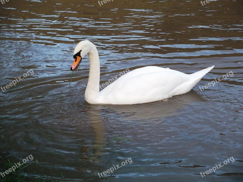 Swan Water Bird Swim Beautiful Waters