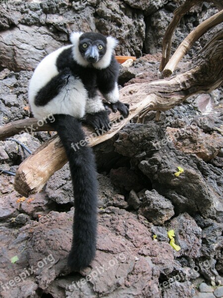 Lemur Monkey Primate Wild Mammal