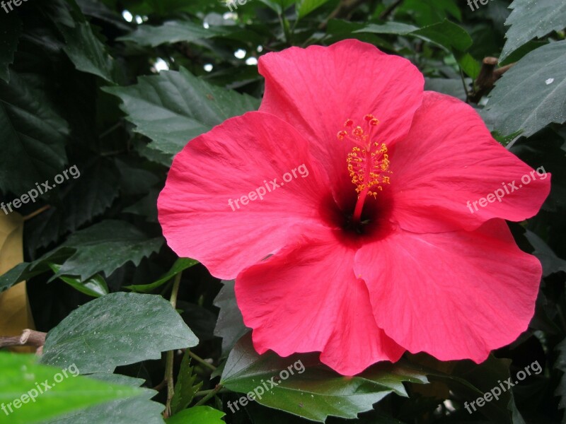 Hibiscus Blossom Bloom Marshmallow Flower