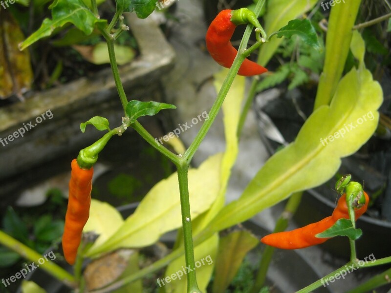 Chili Lombok Red Orange Green