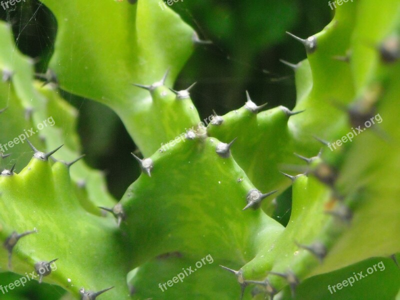 Cactus Thorn Plants Green Free Photos