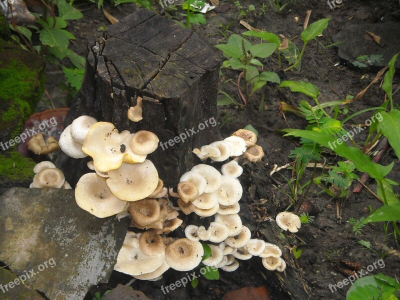 Mushroom Boletus The Tree Rain White