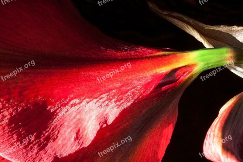 Amaryllis Red Flowers Flower Plant