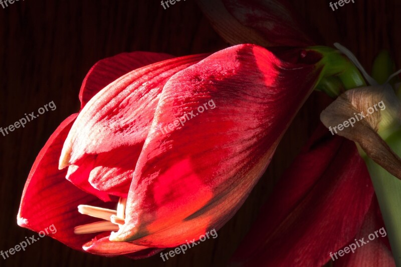 Amaryllis Red Flowers Flower Plant