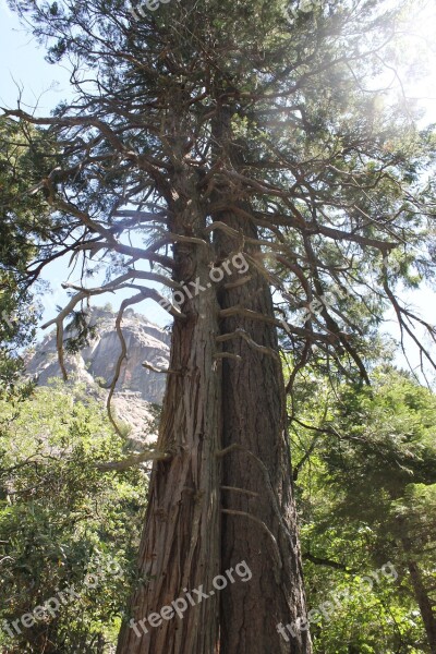 Sequoia Tree Forest Free Photos