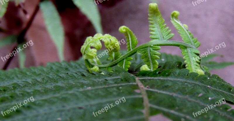 Nature Foliage Fern Bud Free Photos