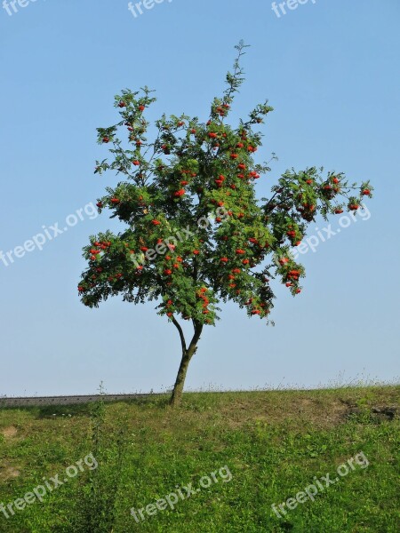 Tree Rowan Nature Summer Colors