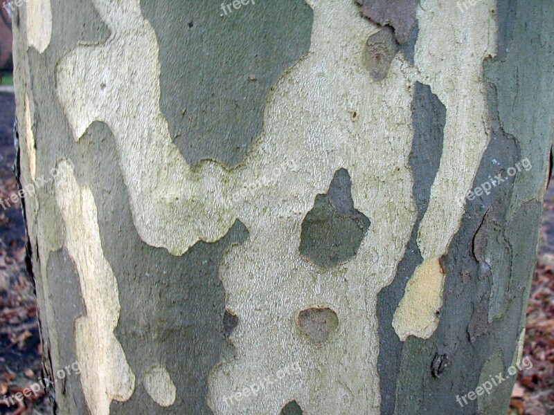 Poplar Bark Log Tribe Tree