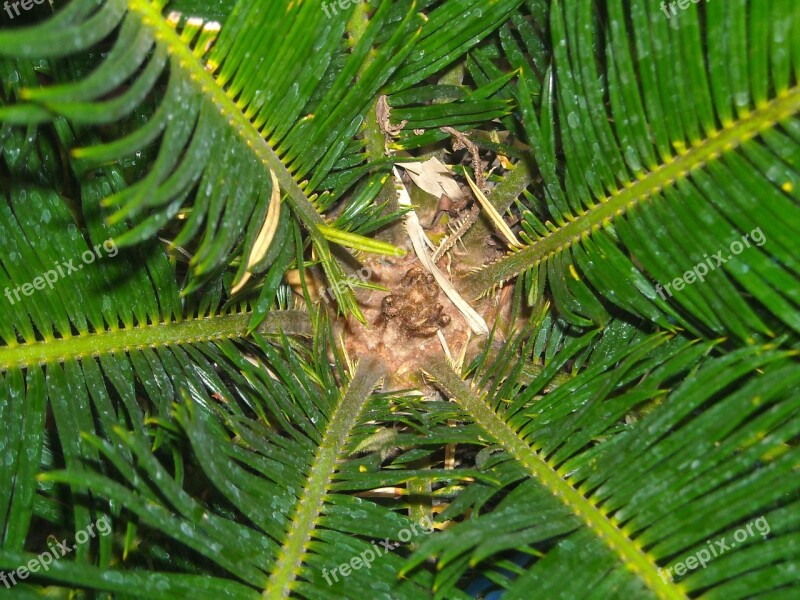 The Tree Leaf Palm Green Free Photos