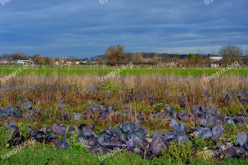 Red Cabbage Field Air Blue Sky Landscape