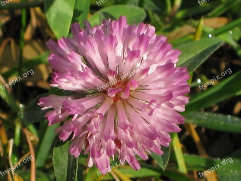 Clover Flower Klee Wild Flower Purple Free Photos