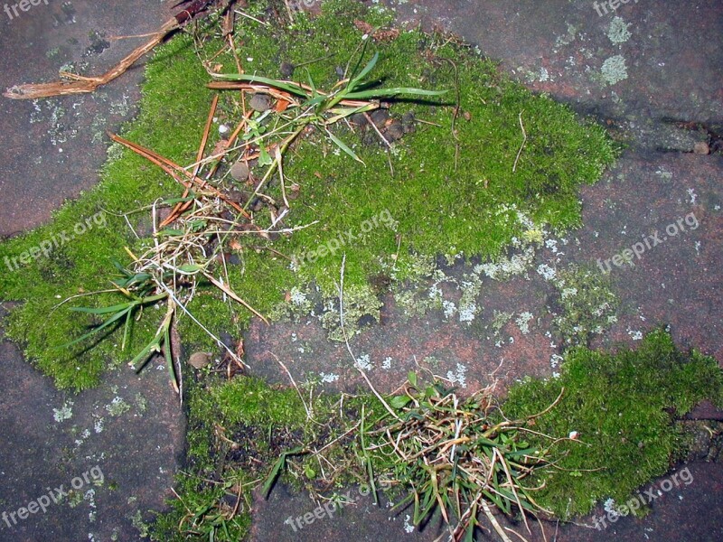 Moss Plant Free Photos