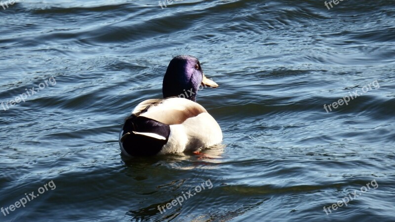 Duck Wild Bird Plumage Bill Bird