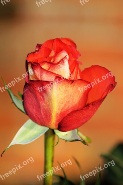 Rose Red Flower Bloom Romantic