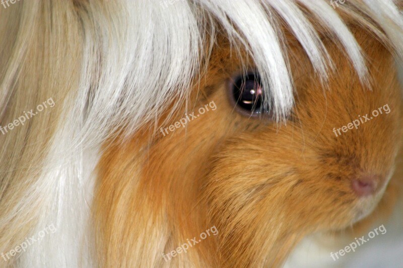 Guinea Pig Peruvians Buff White Portrait Close Up