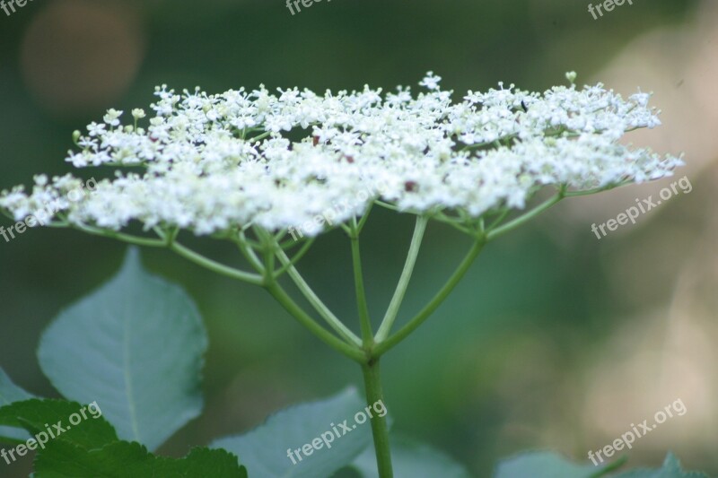 Umbelliferae Forest Nature Blossom Bloom