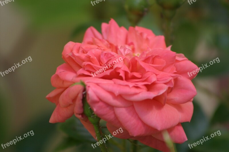 Rose Rose De Resht Pink Public Record Roses