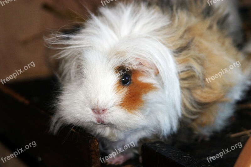 Lunkarya Gipsy Long Haired Guinea Pigs Guinea Pig House Close Up