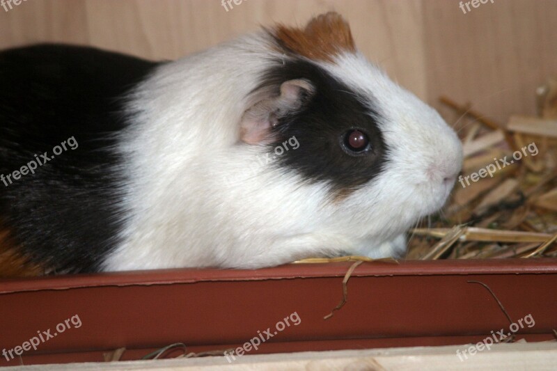 Guinea Pig Sea ​​pig House Animal Rodent Guinea Pig House