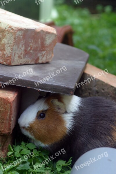 Guinea Pig Sea ​​pig House Rodent Graze Meadow