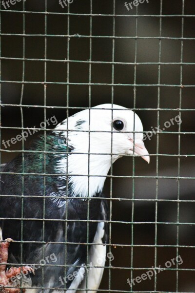 Pigeon Caged Pigeon Bird Wildlife Animal