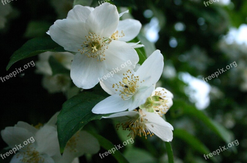 Apple Blossom Flowers Spring Flora Nature