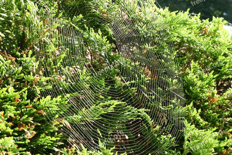 Cobweb Web Nature Autumn Hedge