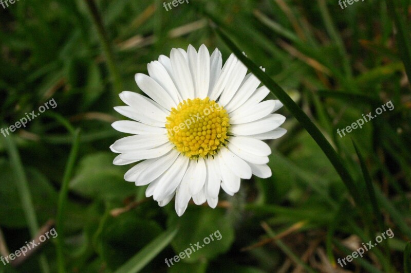 Daisy Margaret Flower Nature Plant