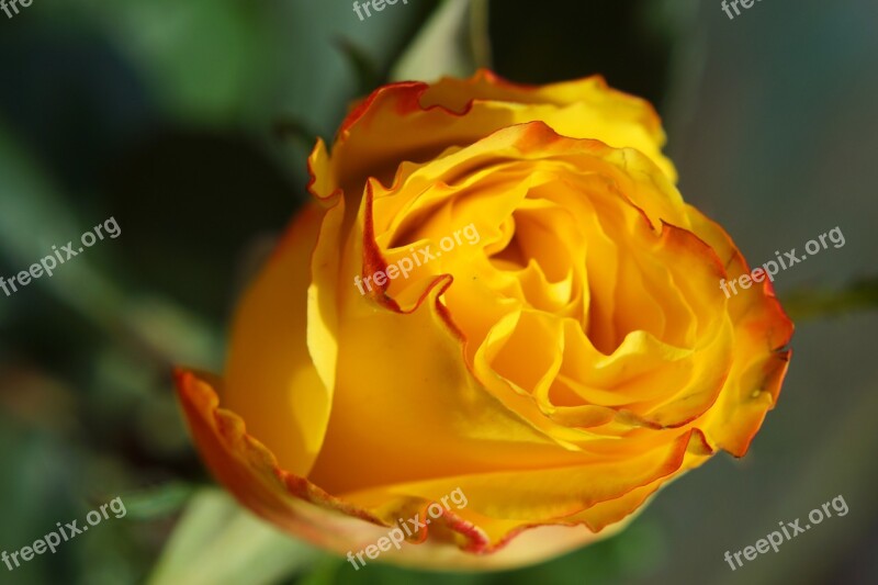 Rose Yellow Blossom Bloom Macro