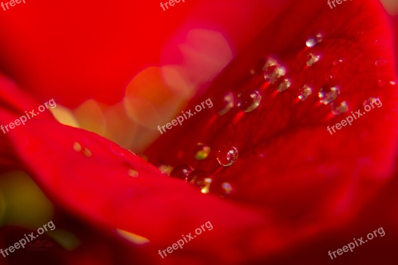 Red Drops Water Macro Beautiful