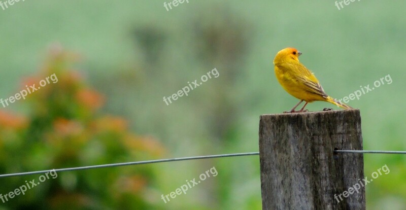 Nature Bird Canary Tropical Birds Free Photos