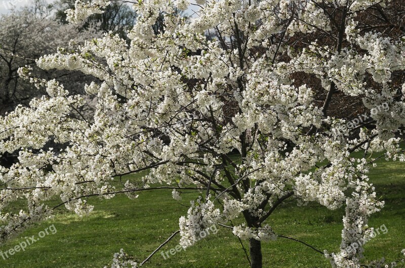 Flowers Cherry Blossoms Tree Spring Druid Hill Park