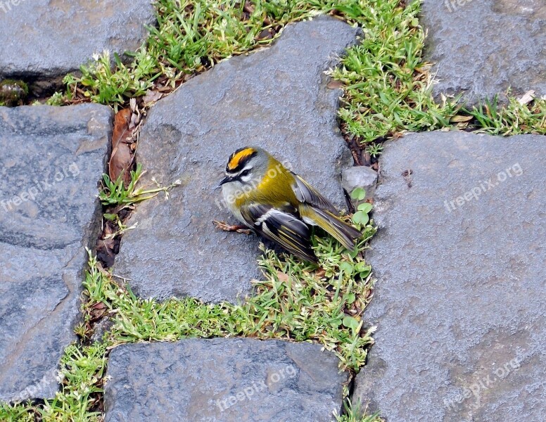 Firecrest Bird Songbird Kinglet Animal