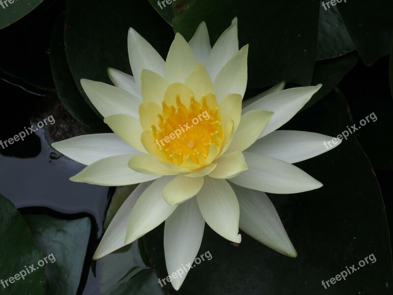 Nuphar Lutea Water Lily Flowers Blossom Bloom