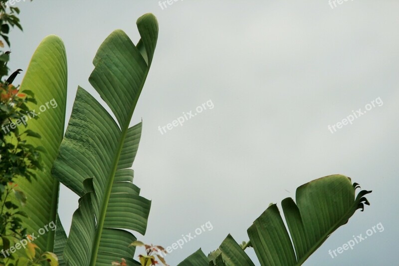 Leaves Torn Green Fan Shaped Strelitzia