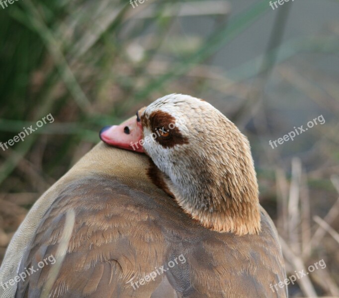 Egyptian Goose Goose Fowl Browns Buffs