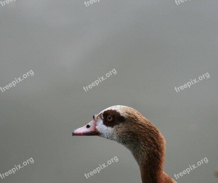 Egyptian Goose Goose Fowl Browns Buffs