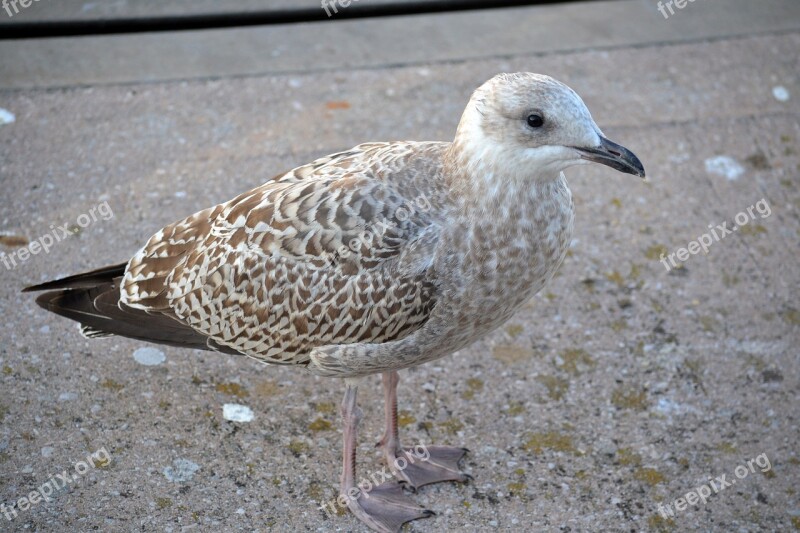 Young Gull Seagull Bird Sea Beach