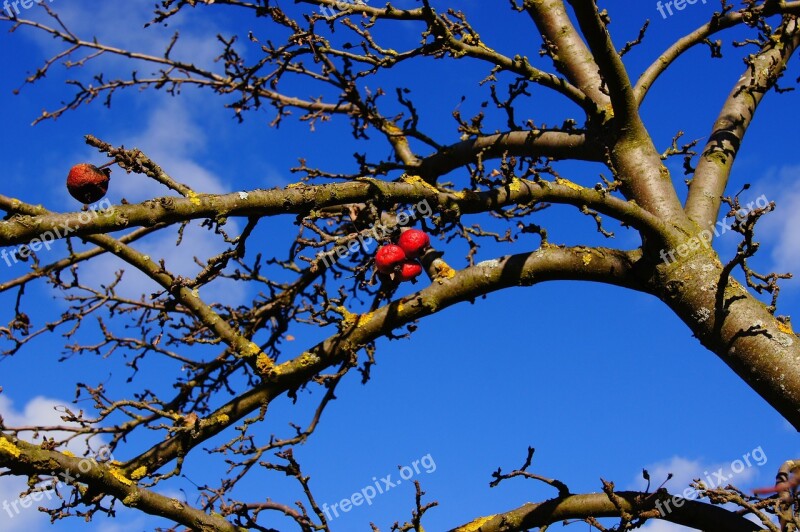 Fruit Apple Apple Tree Autumn Wrinkled