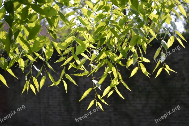 Plant Canopy Growing Hanging Branch