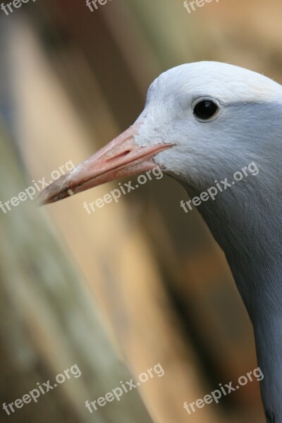 Blue Crane Bird Crane Blue Grey Head