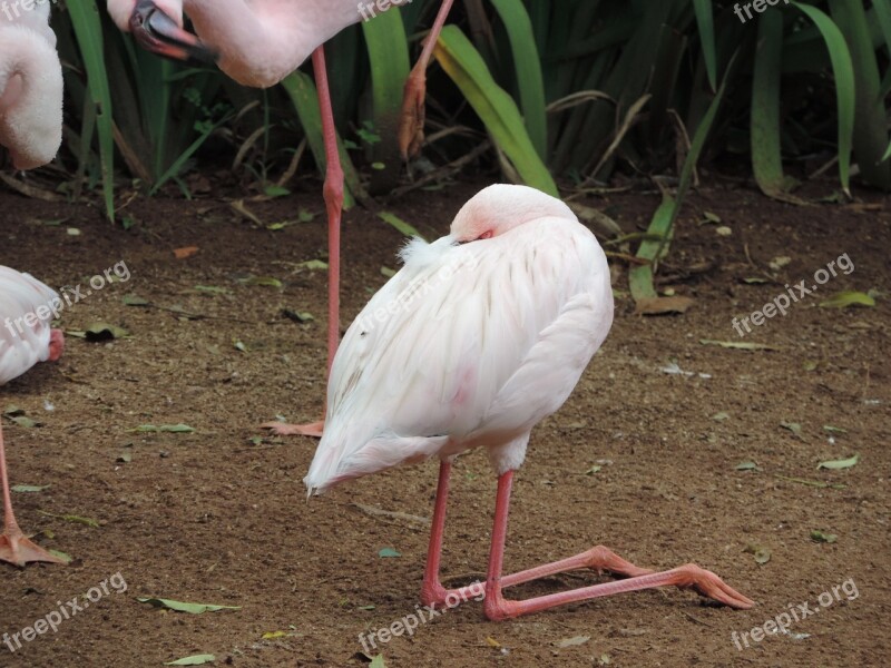 Flamingo Animal World Birds Nature Animal