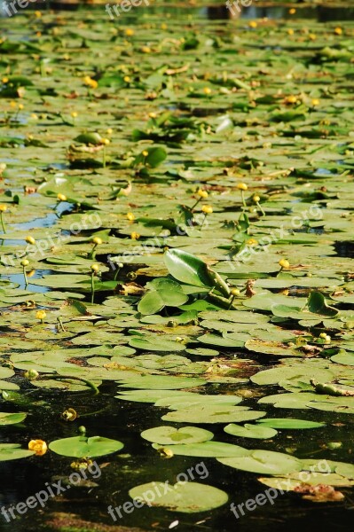 Pond Teichplanze Green Water Lily Lake Rose