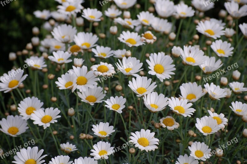 Daisy Flower Meadow Flowers Nature Plant