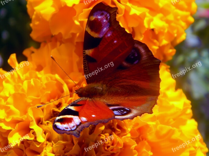 Butterfly Brown Hairy Flower Yellow