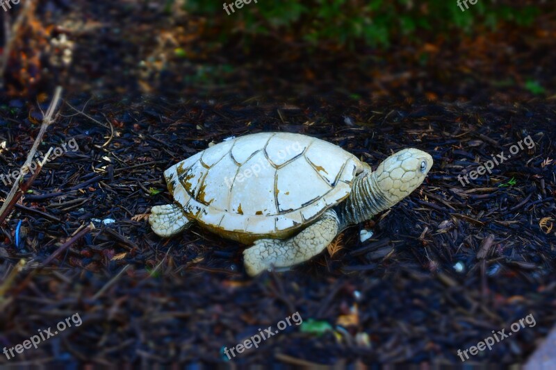 Turtle Stone Front Yard Ornament Free Photos