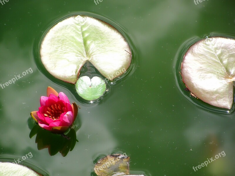 Water Lily Lotus Lotos Blossom Nature